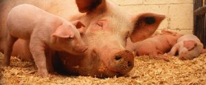 a sow sleeping with her piglets