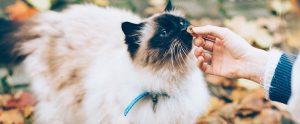 woman feeding pet food to a cat