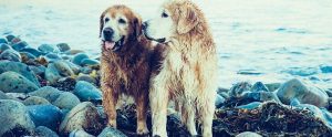 two wet golden retrievers panting after having a swim on the beach