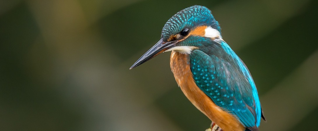 a kingfisher