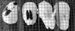 aerial view of four rabbits locked in separate cages
