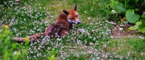 a fox lying down in a flower patch