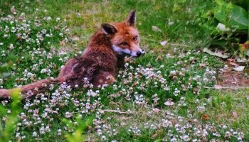 a fox lying down in a flower patch