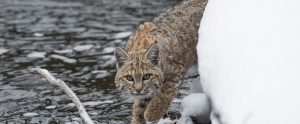 a bobcat in the winter near a river
