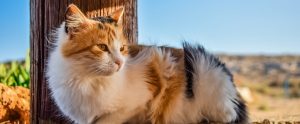 cat sitting outside