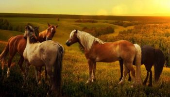 four horses in nature