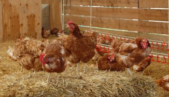chickens in a barn