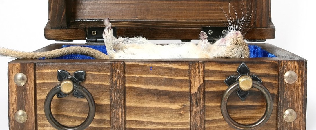a dead rat lying in a coffin