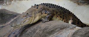 a crocodile in a zoo