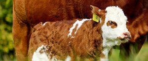 a calf with its mother
