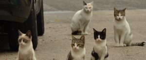 clowder of stray cats next to car