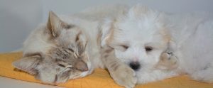 a dog and a cat sleeping together
