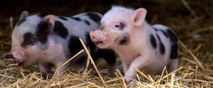 two piglets in a barn