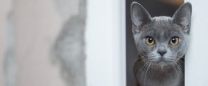 a cat in the doorway