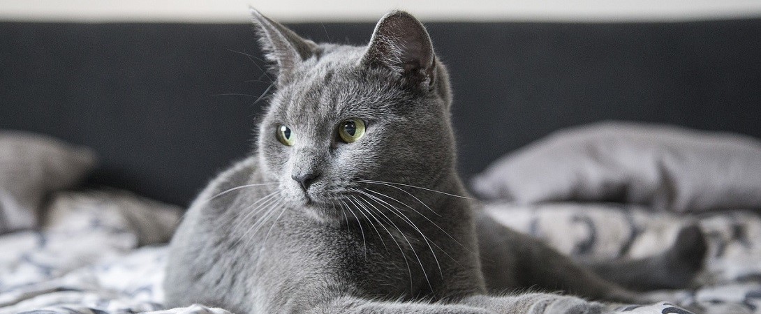 a cat sitting on a bed