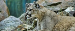 a mountain lion