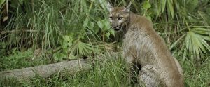 a puma in the woods