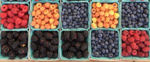 different coloured berries in containers in a row