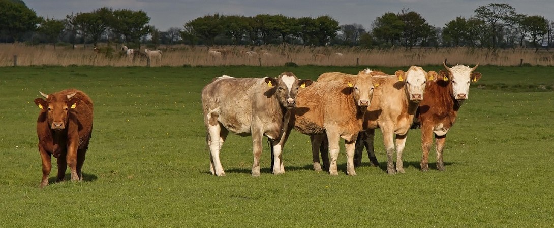 five cows in a field