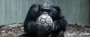 a gorilla in a cage holding a football