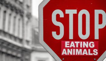 a red pedestrian sign that says "STOP EATING ANIMALS"