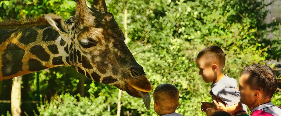 children at a zoo about to pet a giraffe