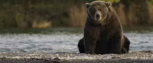brown bear sitting down near a river