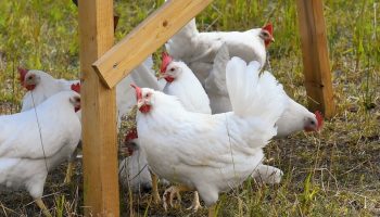 white chickens in a farm