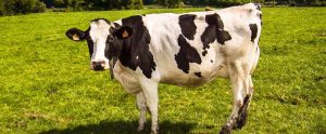 a dairy cow on a field