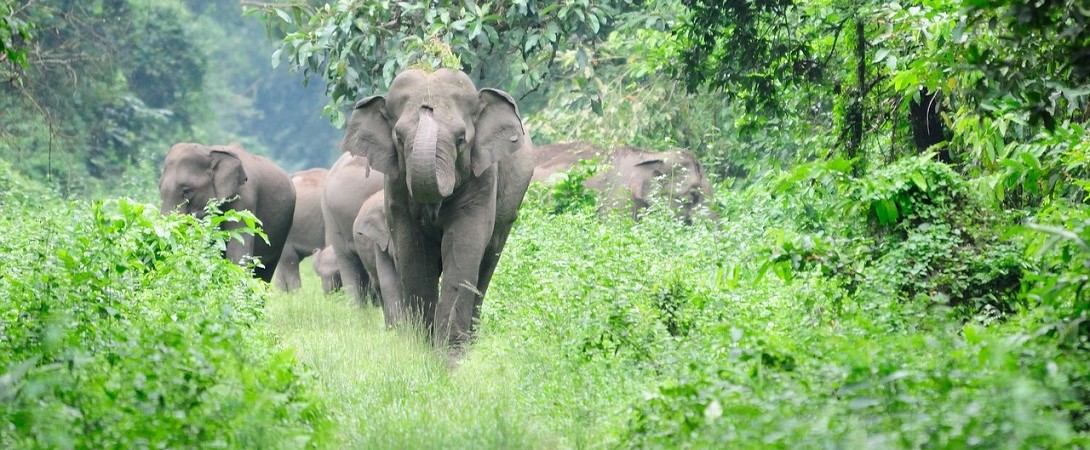 a parade of elephants in the forest