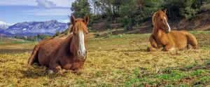two horses lying in a field