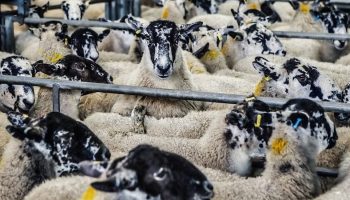 a group of sheep in an intensive factory farm