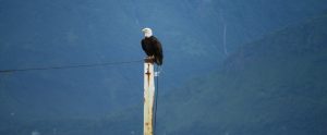 a white tailed eagle sitting on a sign