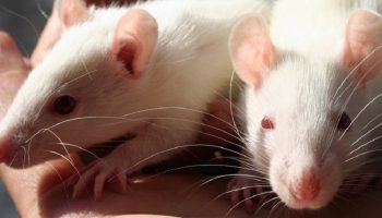 two lab rats sitting in someone's hand