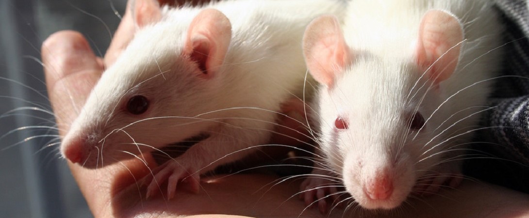 two lab rats sitting in someone's hand