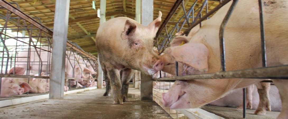 pigs in a cramped intensive factory farm
