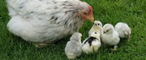 a mother hen looking after her chicks