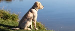 dog sitting facing the water