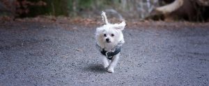 a dog walking