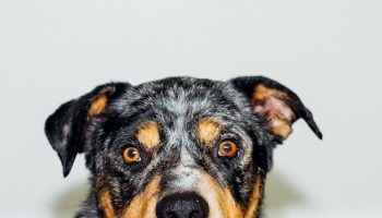 dog's face in front of a white background