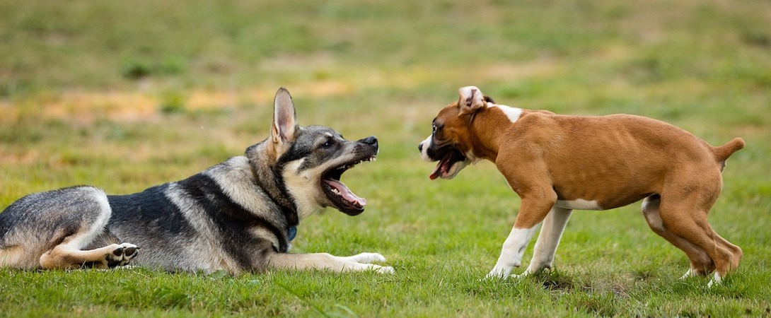 two dogs threatening each other