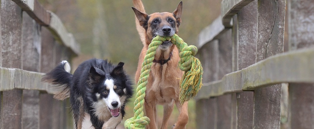 a malinois running with a toy in its mouth and a border collie running behind it