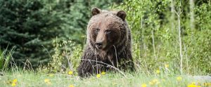 a brown bear in the woods