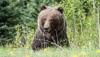 a brown bear in the woods