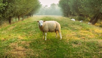 a sheep in the middle of a forest pathway