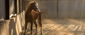 a horse standing in a stable