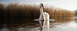 a swan on a lake