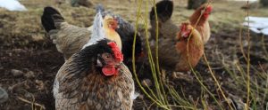 backyard chickens being raised for meat