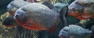 amazon fishes in the water