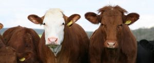 a herd of dairy cows